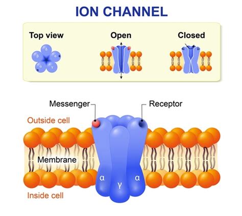 chanel ion|ion channel anatomy.